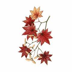 Клен Японский / Acer Japonicum