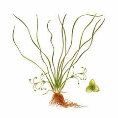 Частуха Валенберга / Alisma Wahlenbergii A. Gramineum Lej. Subsp. Wahlenbergii Holmb.