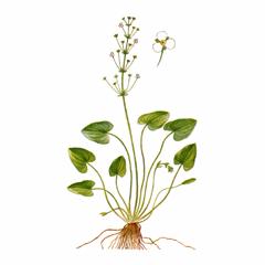 Кальдезия Белозоролистная / Caldesia Parnassifolia Incl. C. Reniformis D. Don Makino