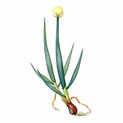 Лук Алтайский / Allium Altaicum