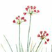 Лук Красивенький / Allium Bellulum