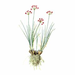Лук Красивенький / Allium Bellulum