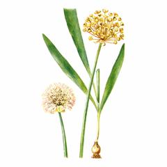 Лук Крупный / Allium Grande