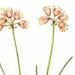 Лук Гунибский / Allium Gunibicum