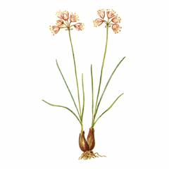 Лук Гунибский / Allium Gunibicum