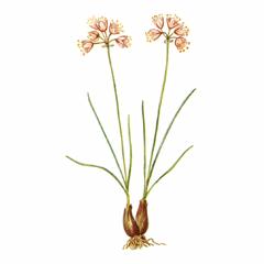   / Allium Gunibicum