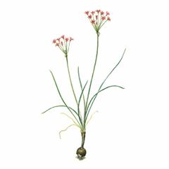 Лук Нереидоцветный / Allium Neriniflorum