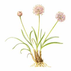 Лук Низкий / Allium Pumilum