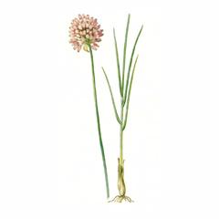 Лук Регелевский / Allium Regelianum
