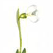   / Galanthus Bortkewitschianus