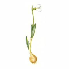 Подснежник Борткевича / Galanthus Bortkewitschianus