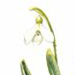   / Galanthus Caucasicus