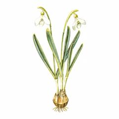 Подснежник Кавказский / Galanthus Caucasicus