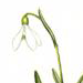   / Galanthus Lagodechianus G. Cabardensis G. Koss