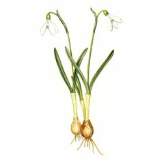Подснежник Лагодехский / Galanthus Lagodechianus G. Cabardensis G. Koss