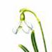   / Galanthus Nivalis