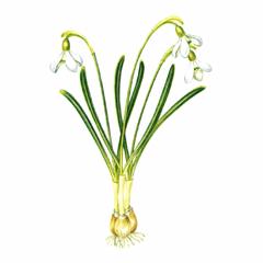 Подснежник Узколистный / Galanthus Nivalis