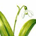 Подснежник Широколистный / Galanthus Platyphyllus