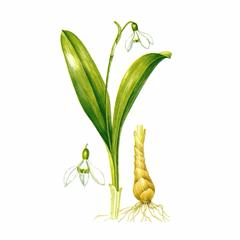 Подснежник Широколистный / Galanthus Platyphyllus