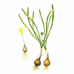 Штернбергия Колхикоцветная / Sternbergia Colchiciflora