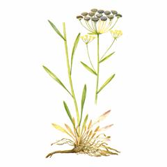 Володушка Мартьянова / Bupleurum Martjanovii