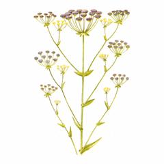 Володушка Ришави / Bupleurum Rischawii