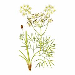 Пушистоспайник Длиннолистный / Eriosynaphe Longifolia