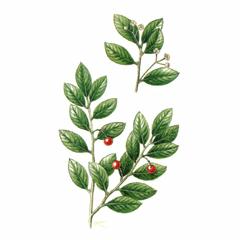 Падуб Сугероки / Ilex Sugerokii