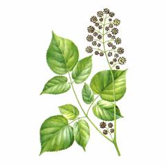   / Aralia Continentalis