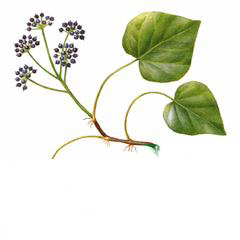 Плющ Пастухова / Hedera Pastuchowii