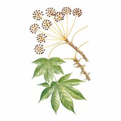   (),  / Kalopanax Septemlobus K. Pictus Thunb. Nakai
