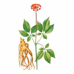 Женьшень Настоящий / Panax Ginseng