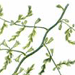 Спаржа Коротколистная / Asparagus Brachyphyllus