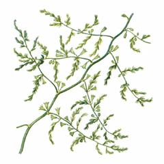   / Asparagus Brachyphyllus