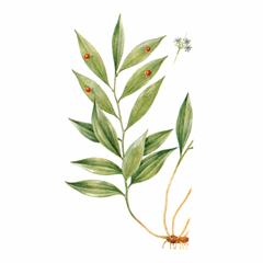   / Ruscus Colchicus