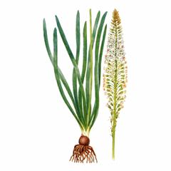 Эремурус Замечательный / Eremurus Spectabilis
