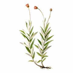 Амфорикарпос Изящный / Amphoricarpos Elegans