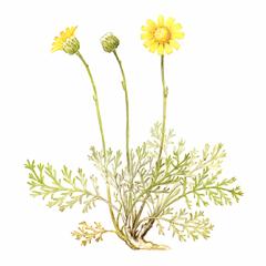 Пупавка Корнух-троцкого / Anthemis Trotzkiana