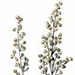 Полынь Беловойлочная / Artemisia Hololeuca