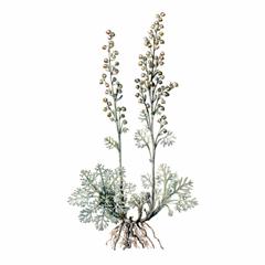 Полынь Беловойлочная / Artemisia Hololeuca