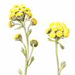 Полынь Сенявинская / Artemisia Senjavinensis