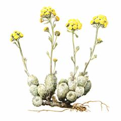 Полынь Сенявинская / Artemisia Senjavinensis