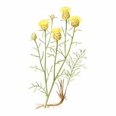 Василек Дубянского / Centaurea Dubjanskyi
