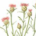 Василек Боровой / Centaurea Pineticola