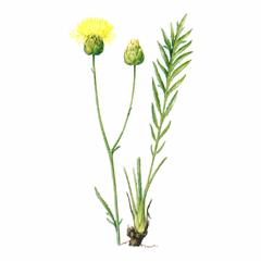 Василек Талиева / Centaurea Taliewii