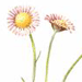   / Erigeron Compositus