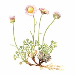 Мелколепестник Сложный / Erigeron Compositus