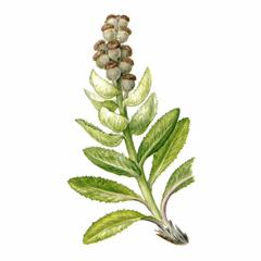 Соссюрея (горькуша) Дорогостайского / Saussurea Dorogostaiskii