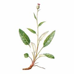 Соссюрея (горькуша) Ядринцева / Saussurea Jadrinzevii