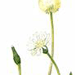 Одуванчик Белоязычковый / Taraxacum Leueoglossum Т. Turiense Orlova